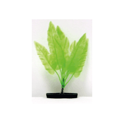 Planta Spatterdock 16cm