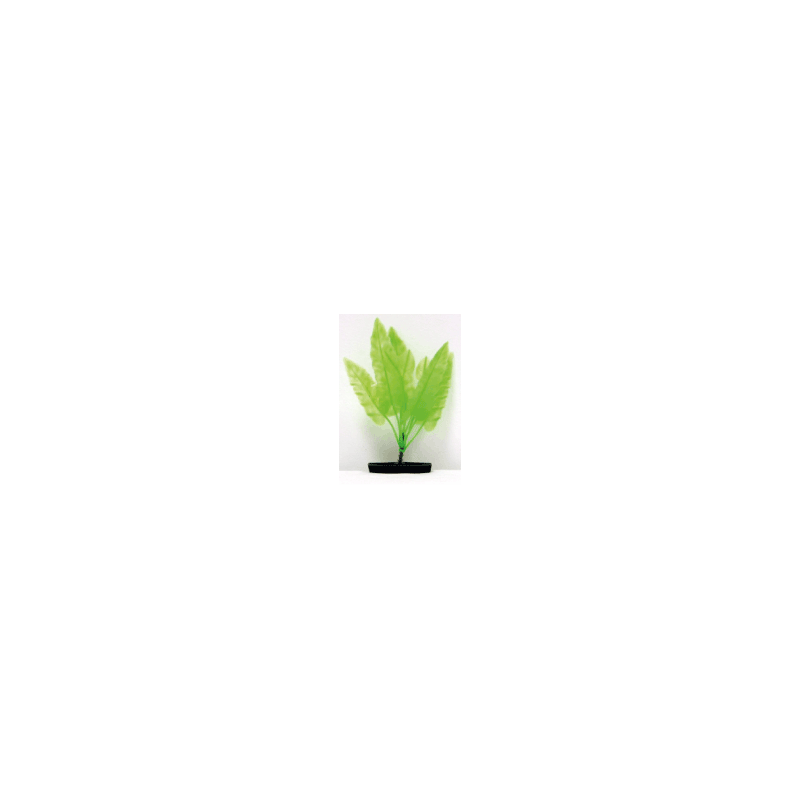 Planta Spatterdock 16cm