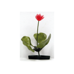 Planta Lotus 15cm