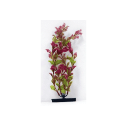 Planta Red Ludwigia 25cm