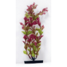 Planta Red Ludwigia 25cm