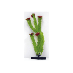 Planta Anacharis 22cm