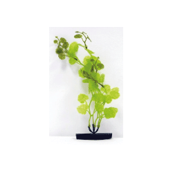 Planta Cardamine 22cm