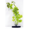 Planta Cardamine 22cm